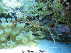 arrow crab by Alberto Salvini 